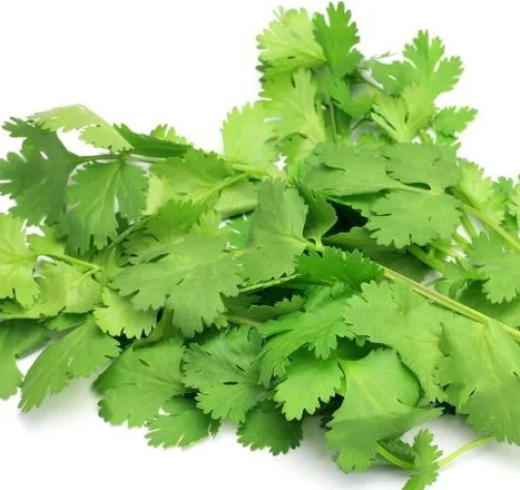 Coriander Essential Oil Egypt 1
